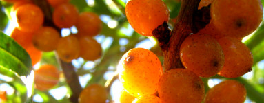 Rakitovec (Hippophae rhamnoides)